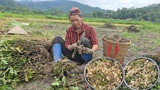 She harvests peanuts to sell at the market - Khe My Life's daily life.
