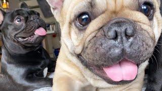 ggut-soon's boyfriend came home to play! (french bulldog)