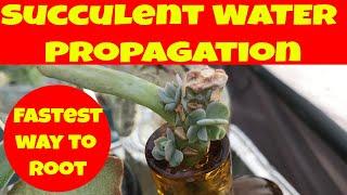 Propagate succulents from cuttings FASTEST water propagation -Moody Blooms