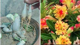 Seed Plant  Grafting On Desert Plant  | How To Graft Adenium Plant