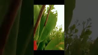 GOD CRATION NATURE MORNING VIEW.#grass #leaves #tree #flower #water #sunrise ALLARECREATETO #nature