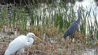 Heron v Egret