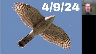 [40] Sharpies, Kestrels, and a Big Turkey Vulture Flight at the Braddock Bay Hawk Watch, 4/9/24