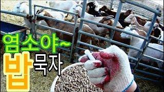 서울촌놈 귀농 24시-염소밥주기(Feeding Goat)와 임신중독(Goat Ketosis)