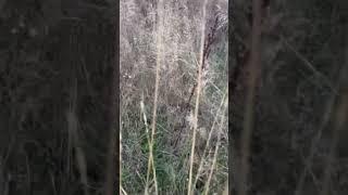 Жуковский район: деревня Комарова.