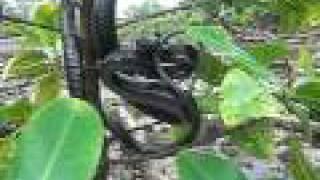 Black Mangrove Snake Strikes Again!