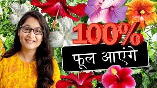 HOW TO GET FLOWERS IN HIBISCUS PLANT गुड़हल पर हजारों फूल कैसे लिए जाएं / CARE #hibiscus #gudhal