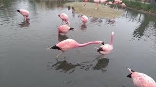 Andean flamingo social behaviour at WWT Slimbridge