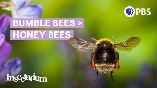 Why Bumble Bees Are the Fuzzy Heroes We Need