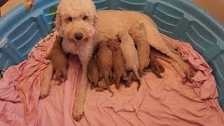 Derringer's moyan Goldendoodles -  3 weeks old