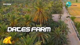 Uncovering the Mysterious Beauty of Palm Trees Date Farm in Jhang Sadar, Punjab Pakistan