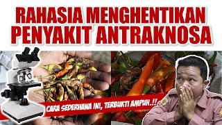 RAHASIA MENGHENTIKAN ANTRAKNOSA / BUSUK BUAH / PATEK