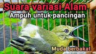 Sirtu gacor suara variasi alam TERAMPUH pancingan sirpu/cipow gacor & gak bikin takut sirtu ombyokan