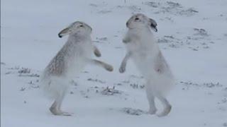 Зайцы в горах дерутся за самку