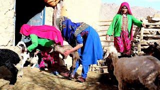 Afghanistan village life |Rural Life in Jaghori | Keeping pets | SOYEE