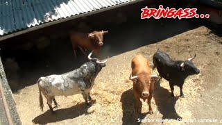 SAPI BANTENG BRINGAS NGAMUK DI KANDANG ‼️