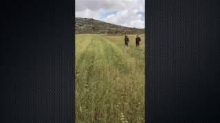 Israeli soldiers evict Palestinian farmers from their land in Turmus Aya