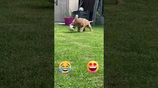 Funny animals: Funniest DOG and CAT video #shorts