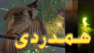 Hamdardi-Sympathy  || A Poem By Allama Iqbal || bulbul aur jugnu  poetry by Allama Iqbal || firefly