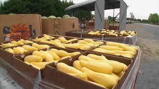 Maryland Farm & Harvest: Loveville Produce Auction