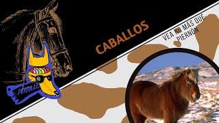 Caballos: La medida de todas las cosas | Ep 81| CULTURA COLMILLUDA