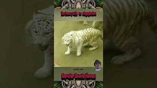 pertarungan BrutalHarimau putih Vs singa