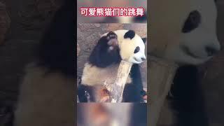 熊猫们的跳舞，简直是可爱与欢乐的完美结合！