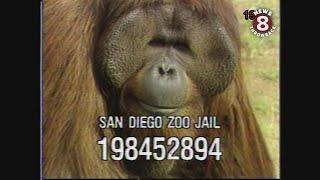 San Diego Zoo's legendary orangutan escape artist in 1987 1988 and 2000