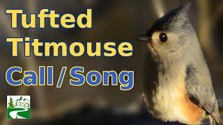 Tufted titmouse call / singing / song / sounds