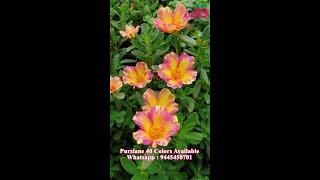 Purslane 40 colors - Portulaca 30 colors for sale online - Pathumani - Whatsapp : 9445450701