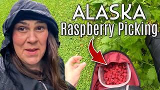 LOADS of  Raspberries | Pick and Process W/ Us!