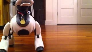 Aibo ERS-7m3 and Zoomer Robot Dog