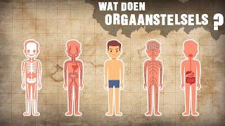 ORGAANSTELSELS en de FUNCTIES!  |   Biologie Les HAVO / VWO  |   Het Lichaam en ORGANEN