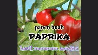 MENANAM DAN MEMETIK BUAH PAPRIKA DALAM POT | 22 Desember 2022 #panen #berkebun