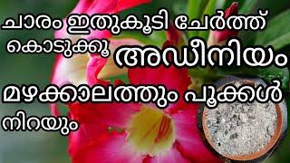 ഒരു സ്പൂൺ ചാരം മതി/മഴക്കാലത്തും അഡീനിയം പൂക്കൾ കൊണ്ട് നിറയാൻ/ponnu's world 1234