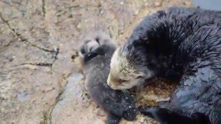 Baby Sea Otter Pup Sleeping on Rock