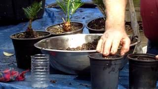 KING SAGO SEED PLANTING