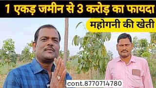 महोगनी की सफल आधुनिक खेती | संपूर्ण जानकारी | महोगनी की खेती | Mahogany ki kheti | Mahogany farming