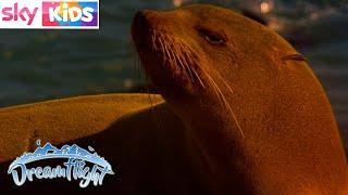 Dreamflight - Sleepy Stories - Fur Seal - Full Episode - Sky Kids