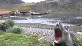 Screaming seal