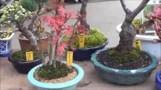 Bonsai in Ueno Park, Bonsai in Tokyo, bonsai trees for sale to the public