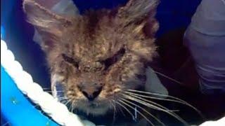 Before and After Lime Dip Treatment: Cat Rescued With Sarcoptic Mange