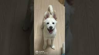 시고르자브종 성장 요약