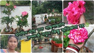 যতদিন যায় ততই গাছ সম্পর্কে নতুন নতুন অভিজ্ঞতা হয়।। বর্ষাতে নয়নতারা গাছের যত্ন কিভাবে করছি।।