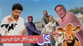 GULL KHAN DA LOWI AHKTER COW KHARSAWE  | QURBANI EID 2024