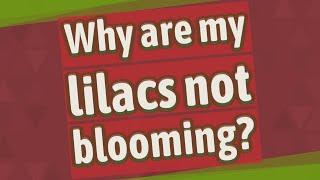 Why are my lilacs not blooming?