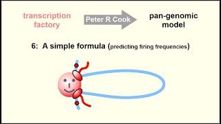 The pan-genomic model: the role of transcription factories in chromosome structure and function – 6