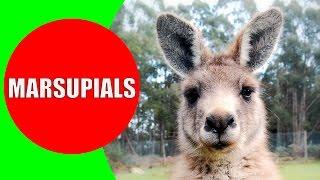 Marsupials for Kids – Marsupial Mammals – Marsupial Animals in Australia, Tasmania, and Americas