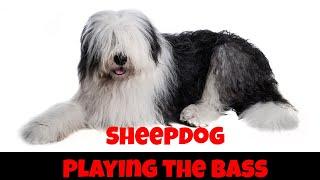 Sheepdog playing the bass