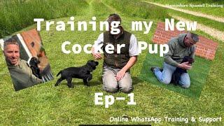Ep-1 Training my New Working Cocker Spaniel Puppy